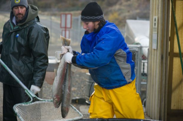 Oxbow Hatchery employee Rosalie Bauer, right, a technician from Hailey, loads fish into a net held by a representative from the Nez Perce tribe. These fish will be distributed among tribal members for food.