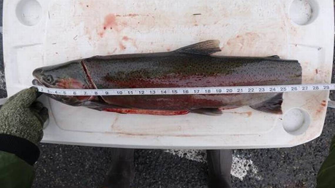 This is one way to try to meet the 28-inch maximum size limit for Snake River steelhead. Officers were not fooled. (Courtesy Washington Department of Fish and Wildlife)