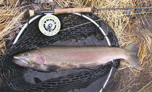 Steelhead make for fine fishing.