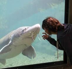 Sturgeon behind glass enthralls a human visitor.