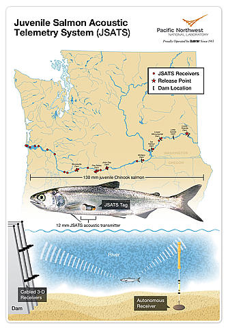 The Juvenile Salmon Acoustic Telemetry System (JSATS) helps determine the survival rate of juvenile salmon in the Columbia River estuary by tracking fish as they migrate to the ocean. Just 0.43 grams and smaller than a pencil eraser, JSATS tags are the smallest acoustic tags available. (PNNL)
