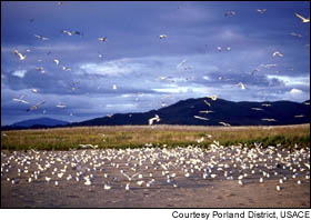 Researchers discovered terns in the estuary at one-third fewer salmon this year than in 1999.
