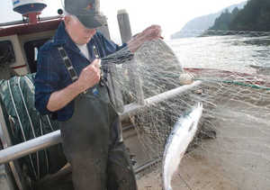 (Gordon King) Commercial fisherman Les Clark pulls a sockeye, or blueback, salmon from his net while fishing on the Columbia River near Skamania, Wash. on July 3, 2008. It's the first time Clark has been able to fish for coho in more than 20 years. An abundant run of coho has allowed limited commercial fishing this summer.
