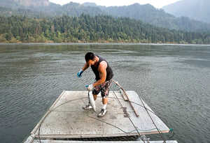 (Gordon King) Will Zack pulls a just-caught sockeye, or blueback, salmon from a hoop net on his family's fishing scaffold on the Columbia River just east of Bonneville Dam on June 30, 2008. Zack, a Yakama indian, will sell the salmon for about $7 a pound.