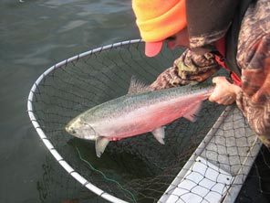 Joe Hymer, a state Fish and Wildlife biologist in Vancouver, releases a 15-pound chinook recently caught in the Lower Columbia River.