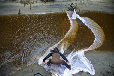 (Jamie Francis) April Cameron and Jason Smith, field biologists with the Columbia River Estuary Study Taskforce (CREST), net  juvenile salmon at the Fort Columbia Tidal Wetland Restoration Project near Chinook, Wash.