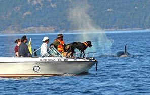 In Haro Strait, Tucker the tracking dog leads a team of University of Washington researchers to orca scat, which they've analyzed in a study of the high mortality rate in the southern resident population of the killer whales.