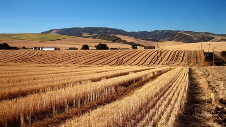 A group of five came up with an intricate process that breaks the wheat straw down into basic elements. They can turn those elements into power and fuel.