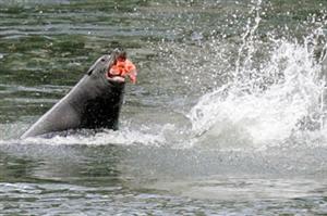 (Rick Bowmer / AP Photo) Sea Lion feeds on salmon.