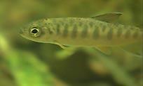 A young coho salmon (Photo courtesy Earthjustice)