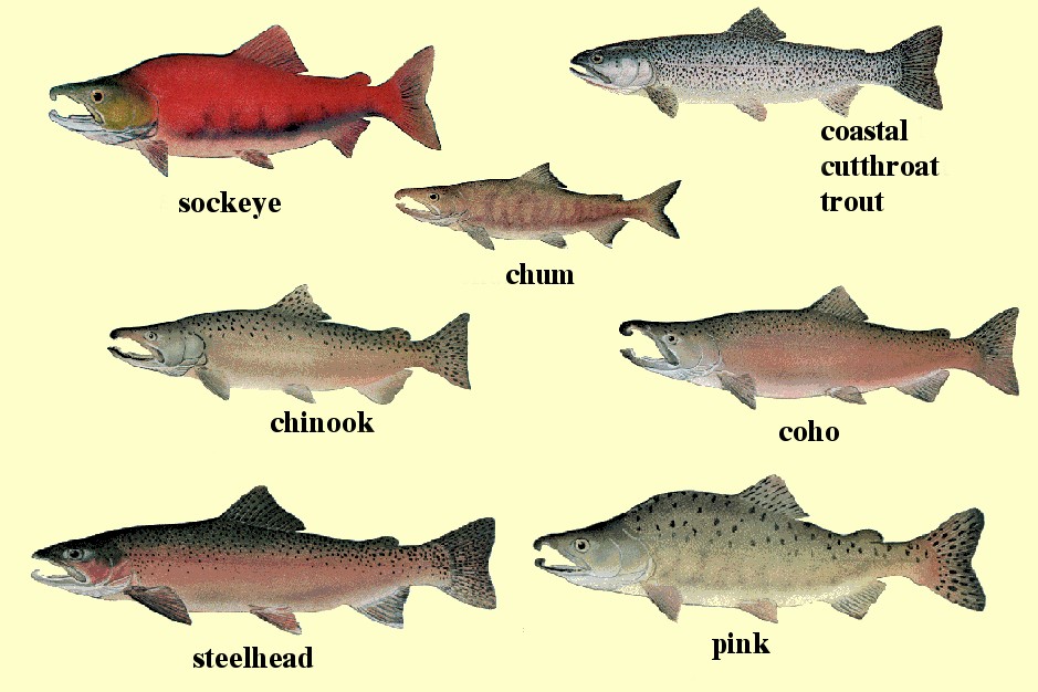 Figure 1. The seven species of Pacific salmon found in western North America. Sizes in photograph are not proportional to actual sizes. (courtesy U.S. National Marine Fisheries Service)