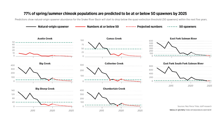 Graphics: Predictions show natural--origin spawner abundance for the Snake River Basin will start to drop below the quasi--extinction threshold (50 spawners) within the next five years. (Molly Quinn/The Spokesman--Review) (Source: Nez Perce Tribe, staff research)