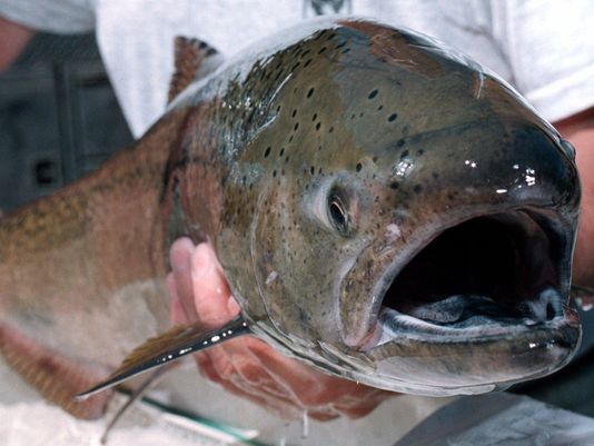 The Snake River opens Sept. 1 to fishing for hatchery fin-clipped Chinook salmon similar to this beauty. (Photo: AP file photo)