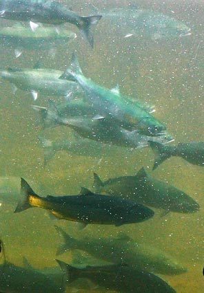 (Mark Harrison/Seattle Times) Sockeye salmon pass through the Ballard Locks. Sockeye runs have hit historic post-dam-construction highs this summer in the Columbia and Snake rivers