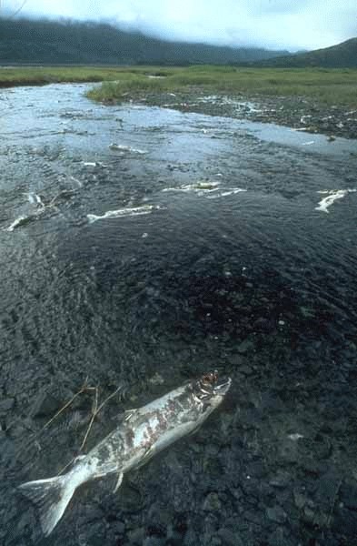 Figure 2. Salmon play an important ecological role by providing marine-derived nutrients annually to the upper portions of watersheds. (courtesy Bonneville Power Administration)
