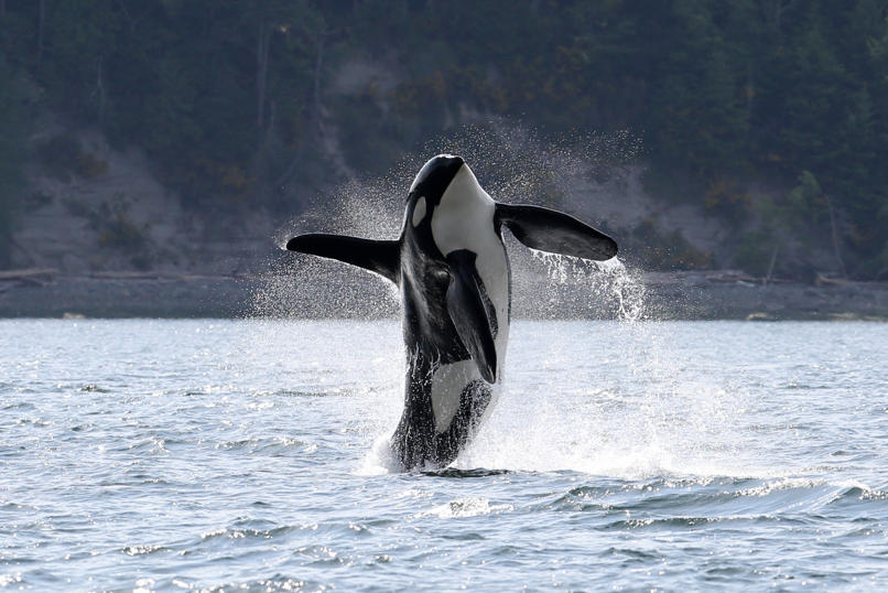 Doublestuf, Southern Resident orca J-34, was found dead north of Vancouver On December 19, 2015. Scientists believe it was likely due to malnutrition.