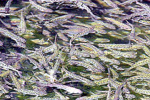 (Elaine Thompson) Chinook salmon hatchlings swim in a tank at the Issaquah Salmon Hatchery in Issaquah. The Bush administration intends to count fish produced in hatcheries when deciding whether fish runs deserve federal Endangered Species Act protection.