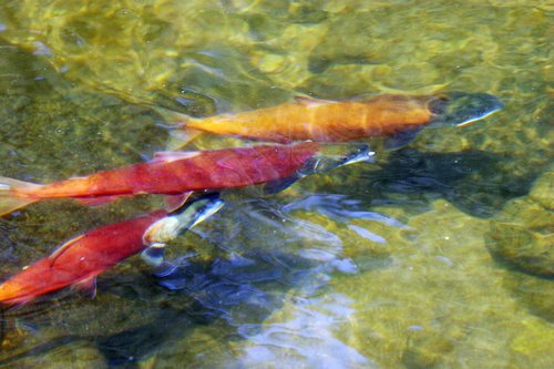 Sockeye salmon (Statesman file photo)