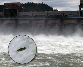 A judge rejected a hydroelectric scheme for the river Columbia due to a possible negative impact on salmon. (Photo: YouTube/Stock File/FIS)