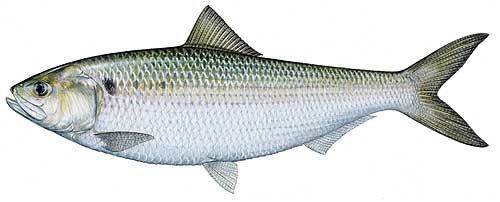 American shad are the signature fish of the modern Columbia River, at least in terms of numbers.
