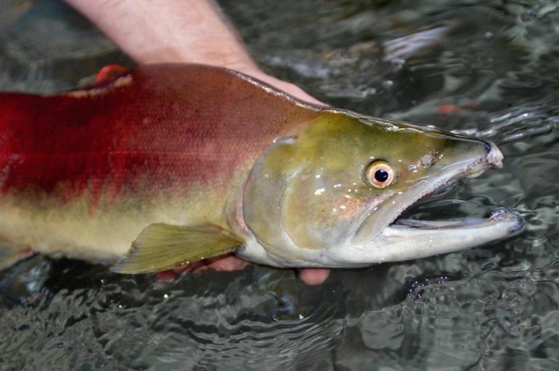 Sockeye Salmon in hand, has been listed as Endangered for protection by the Endangered Species Act since 1991. (Roger Phillips photo)