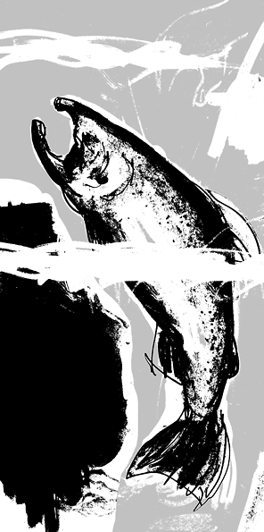 Black & White salmon art by The Seattle Times
